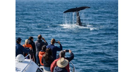 Whale Watching in New Jersey: An Unexpected Coastal Advantage for New Residents